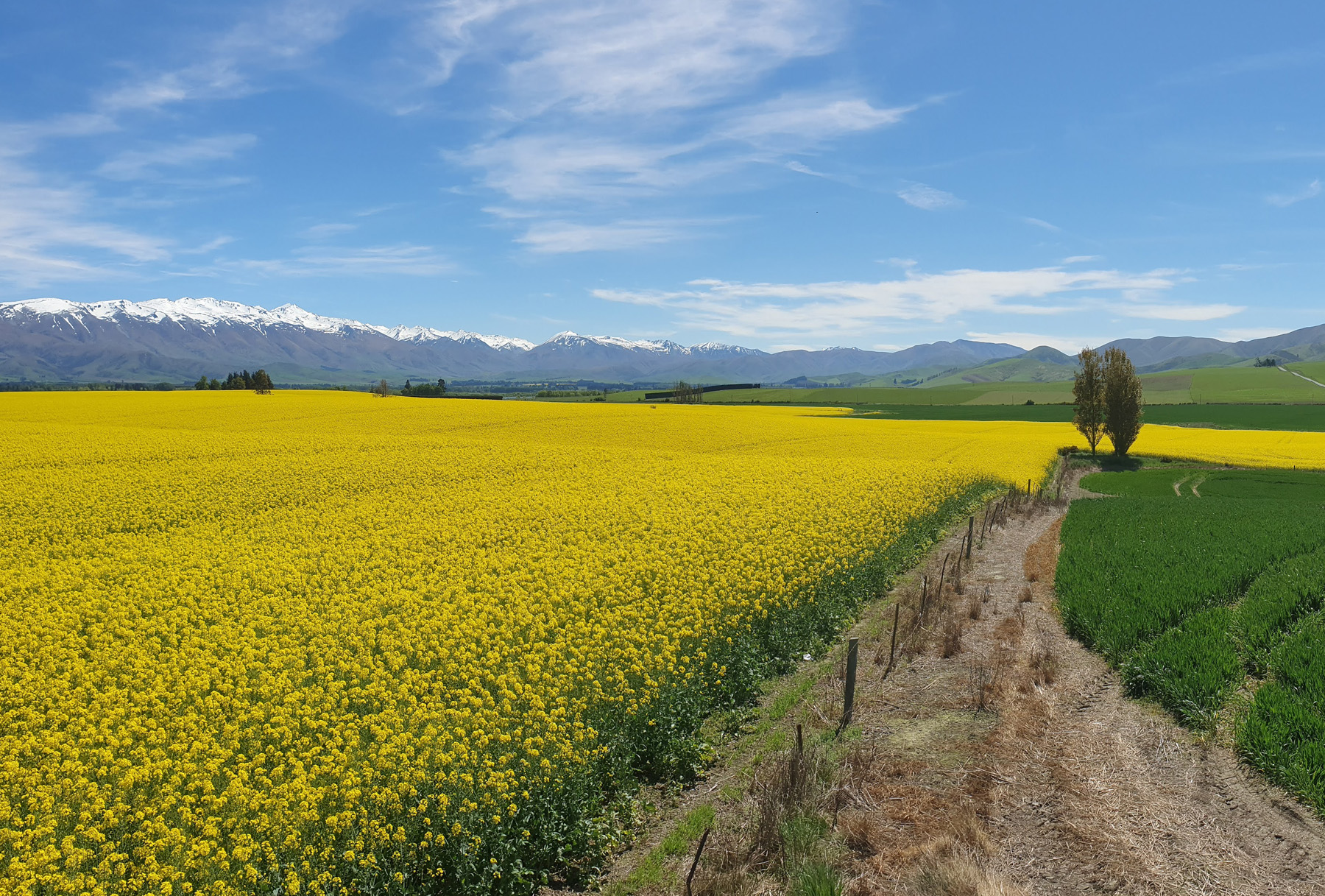 rapeseed-mountains
