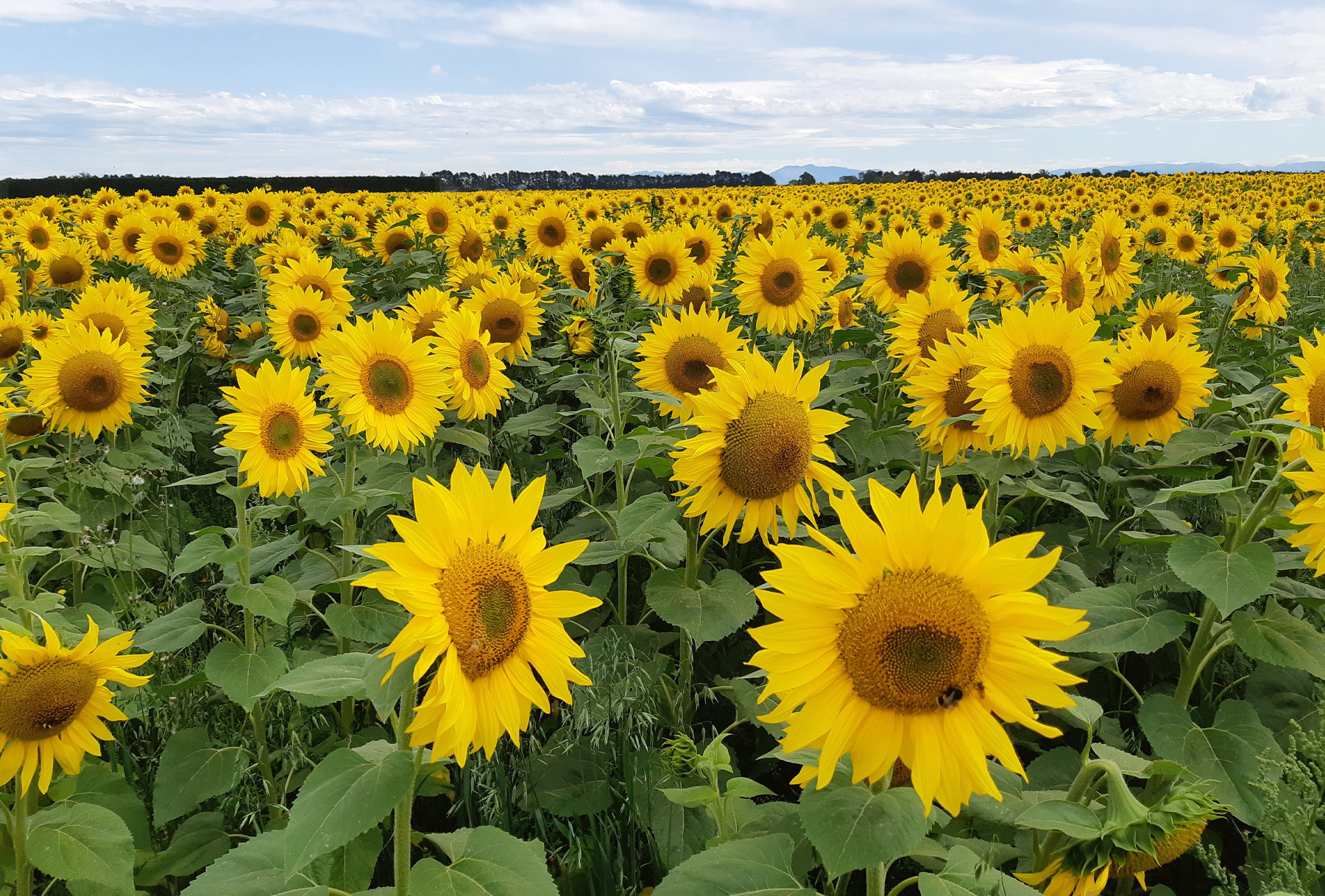 sunflower-crops
