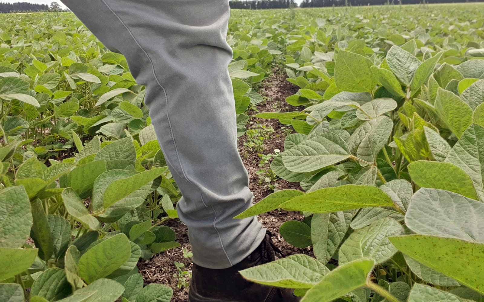 foot-soybeans