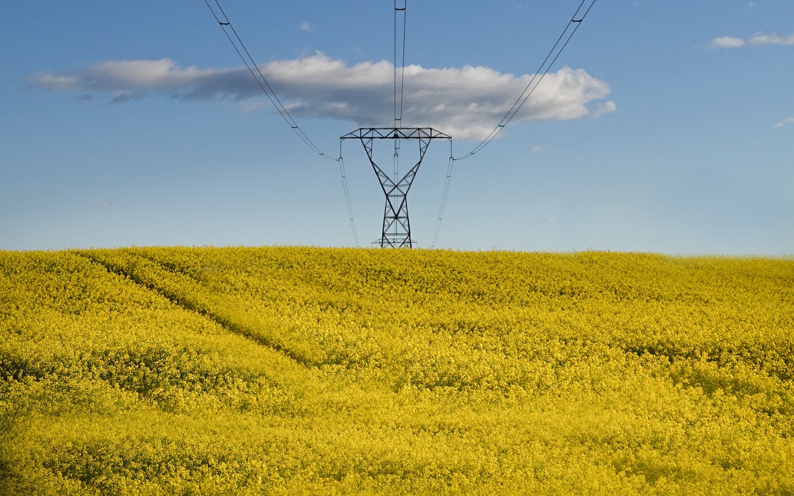 rapeseed-powerlines