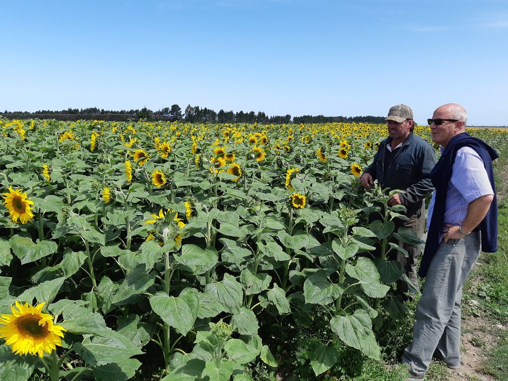 sunflowers