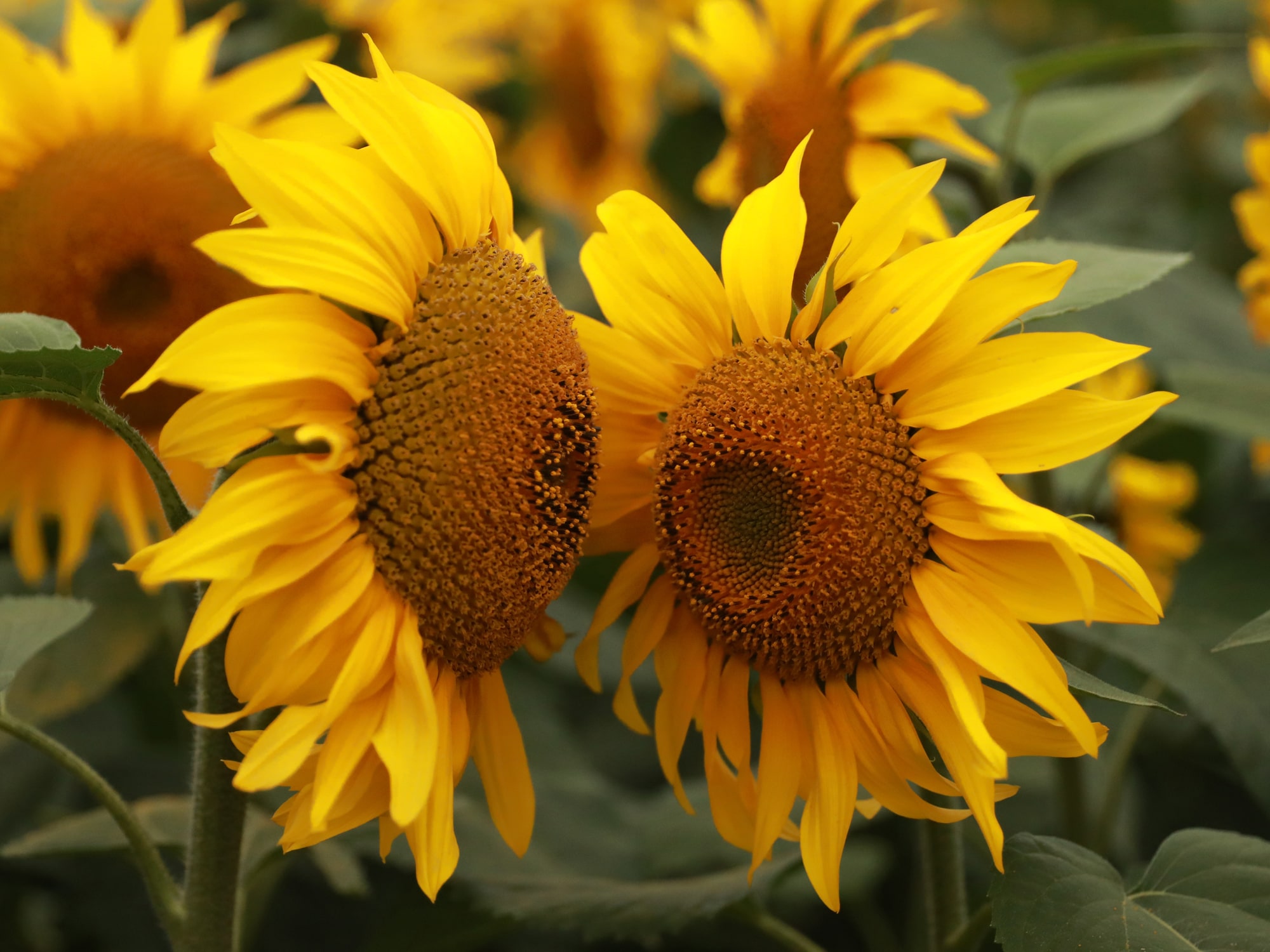 sunflower-production