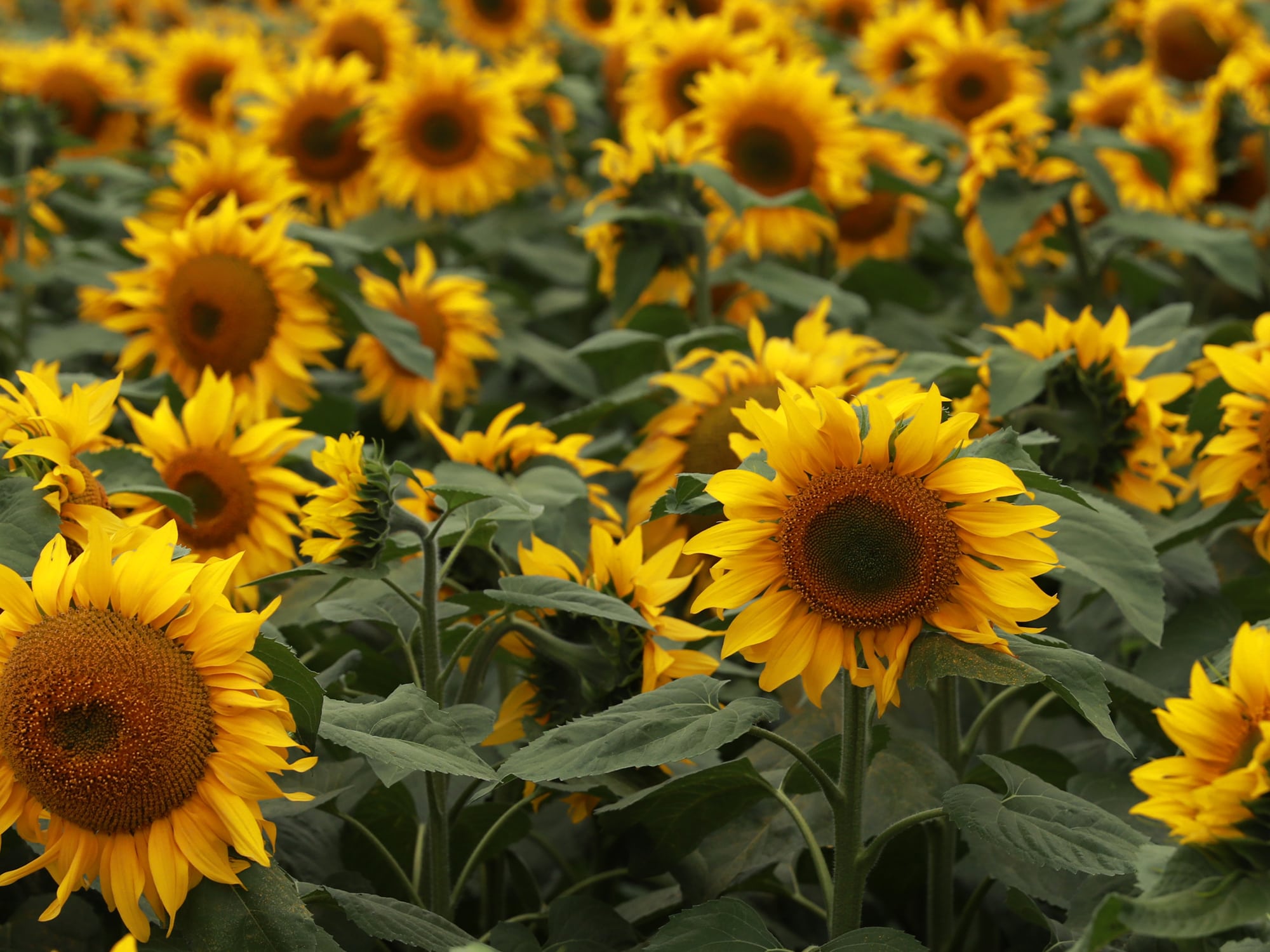 sunflowers-ukraine