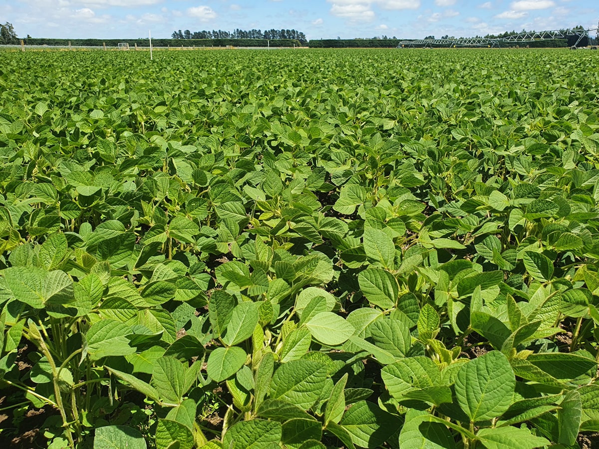 soybean-field