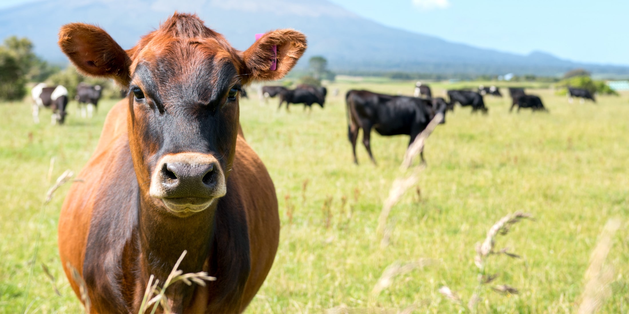 cowfeed-nz