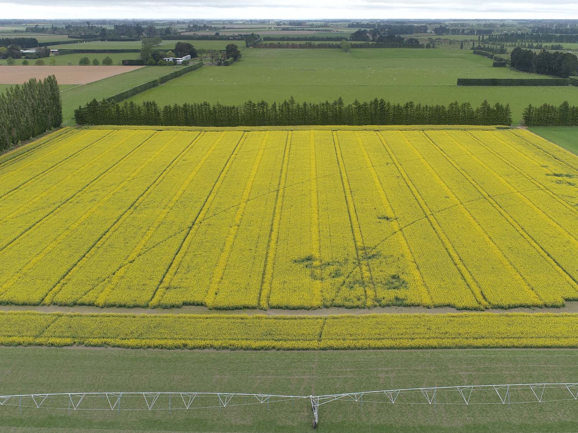 spring-crops